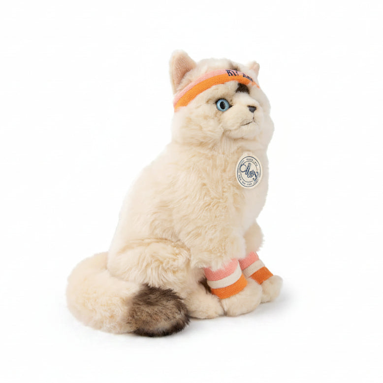 Dolly el gato Ragdoll