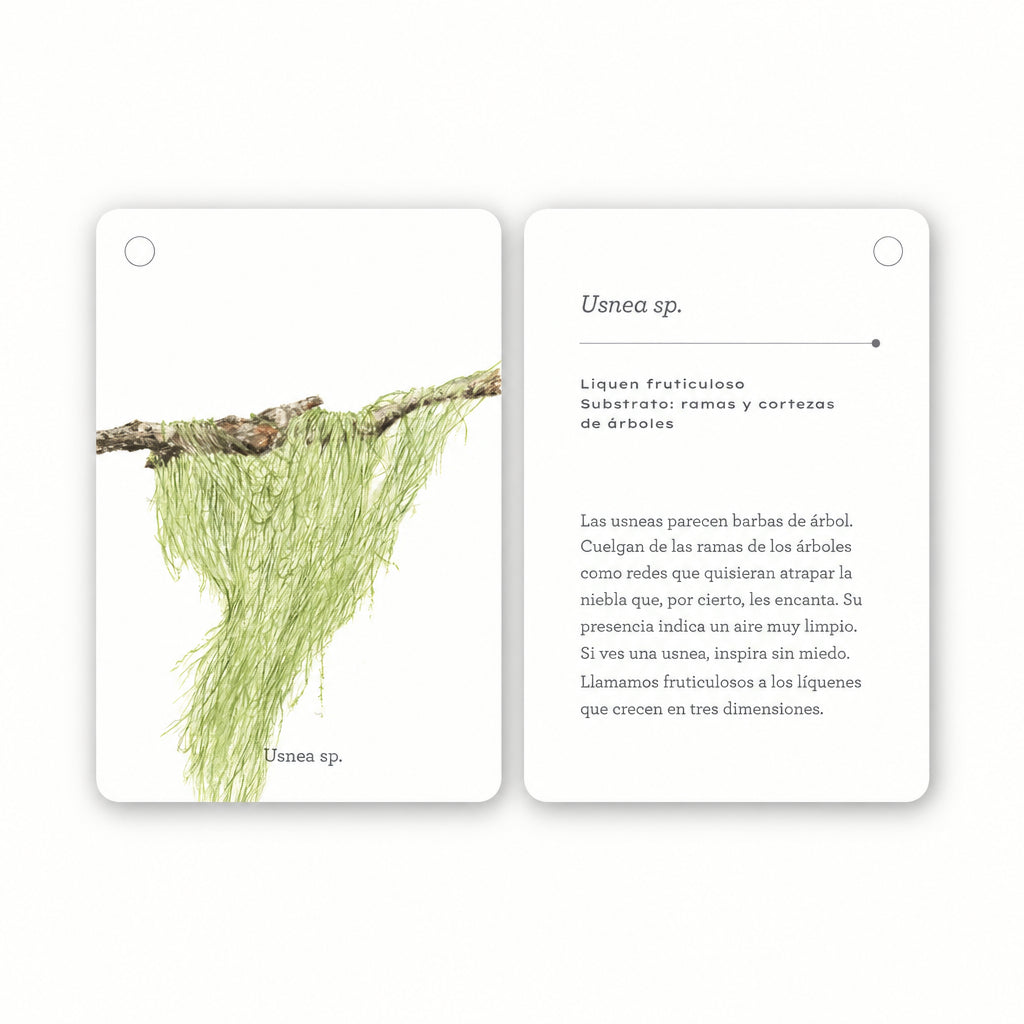 Fíjate: líquenes y plantas inferiores