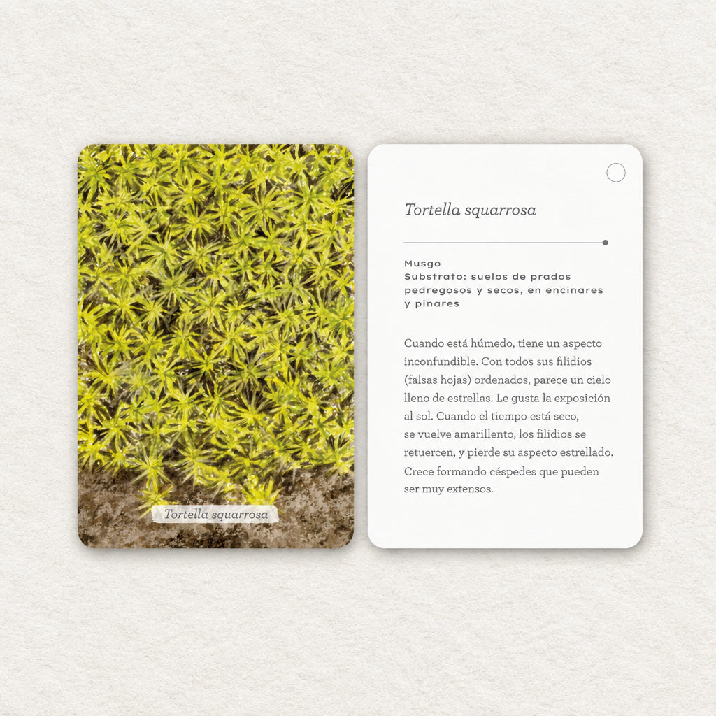 Fíjate: líquenes y plantas inferiores