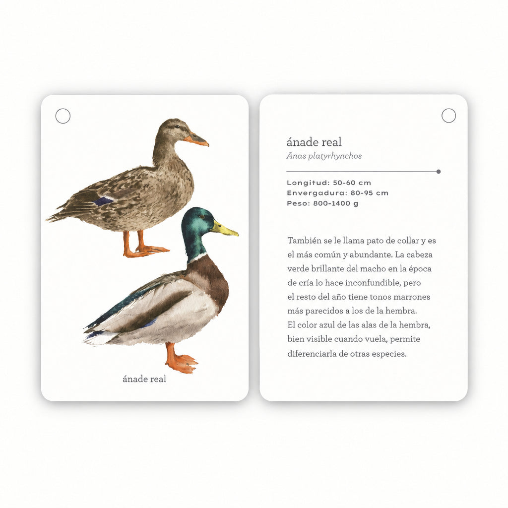 Fíjate: aves