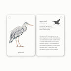 Fíjate: aves