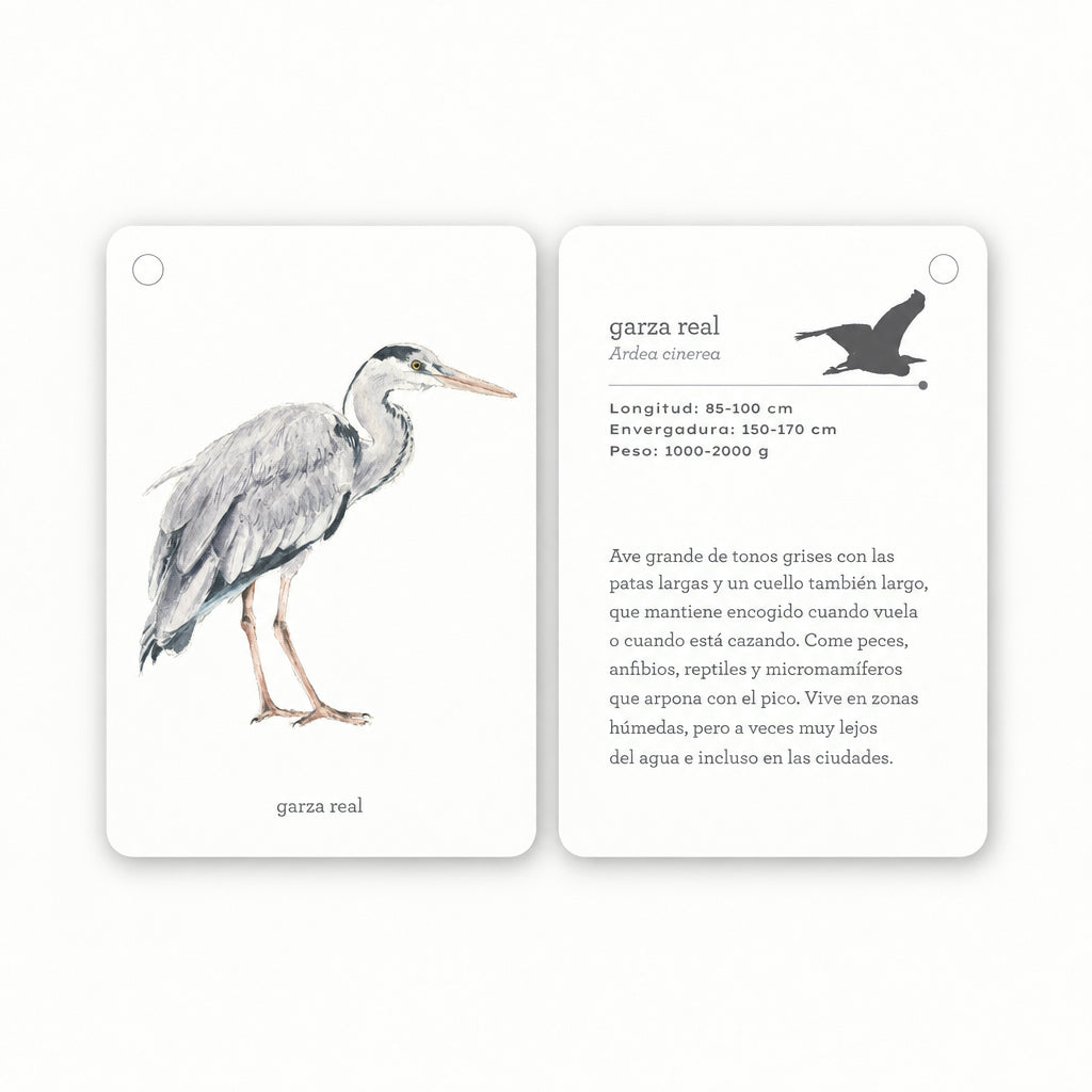 Fíjate: aves