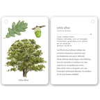 Fíjate: Árboles