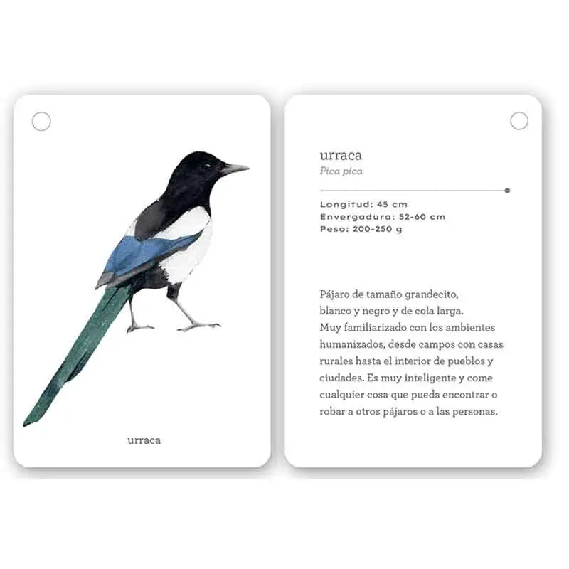 Fíjate: Pájaros