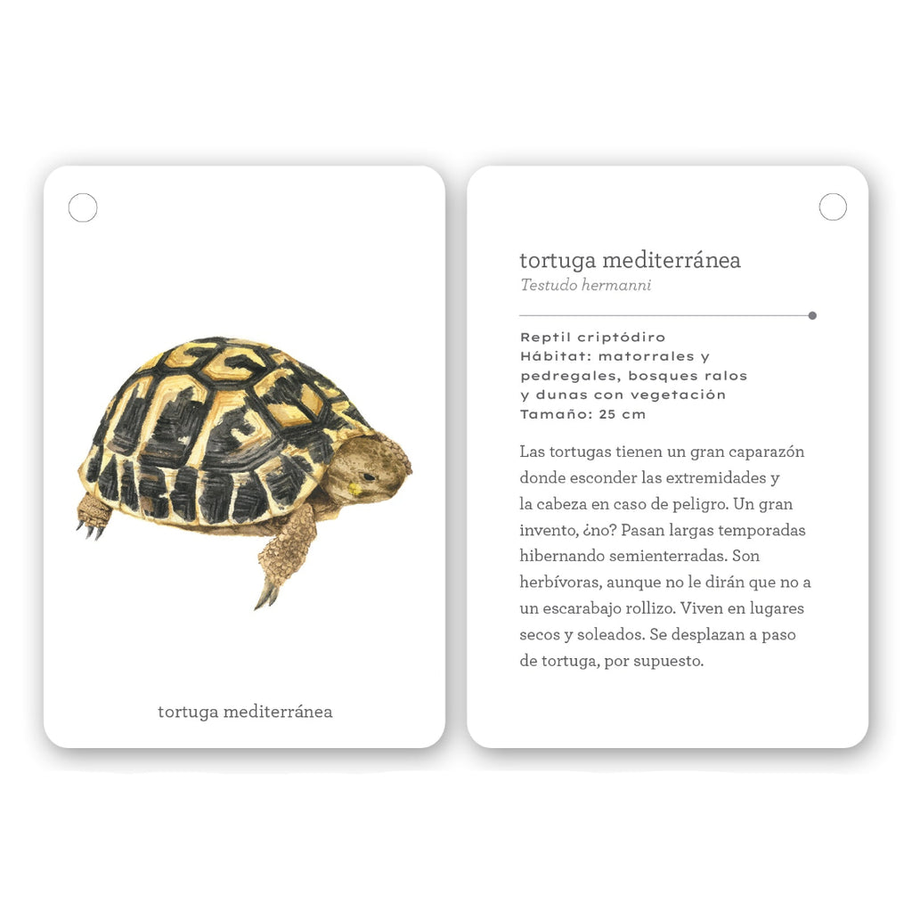 Fíjate: Reptiles y anfibios