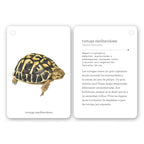 Fíjate: Reptiles y anfibios