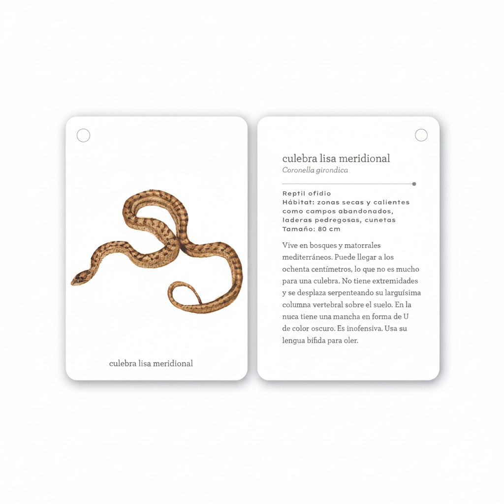 Fíjate: Reptiles y anfibios