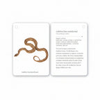 Fíjate: Reptiles y anfibios