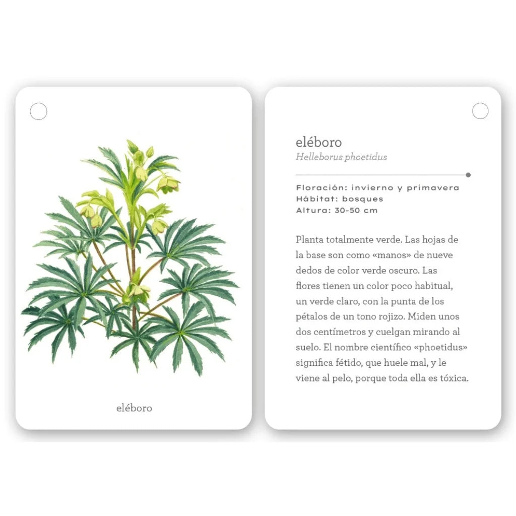 Fíjate: Flores Silvestres