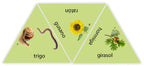Learning Star