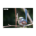 Eugy 025 Fairy Wren