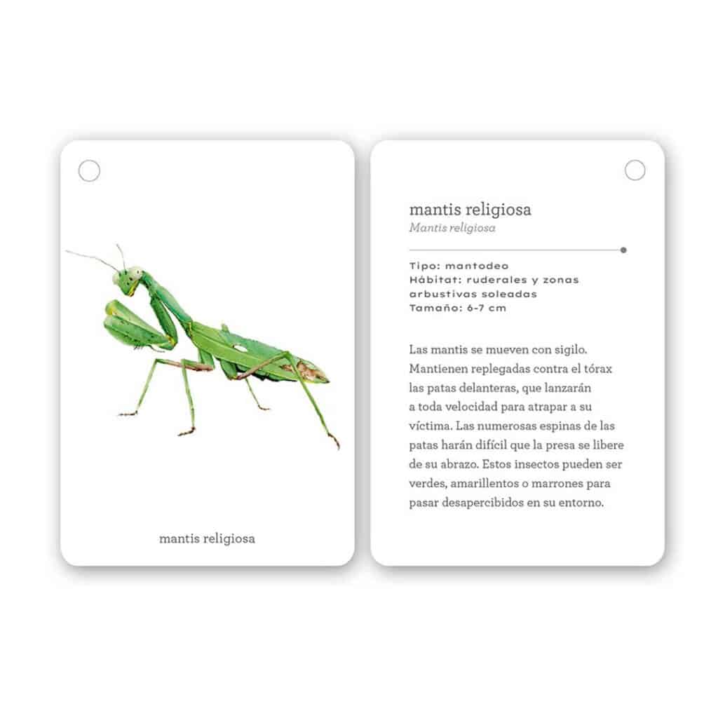 Fíjate: Insectos