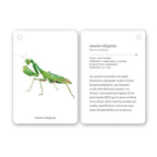Fíjate: Insectos