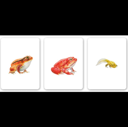 Juego de memoria - Familias animales