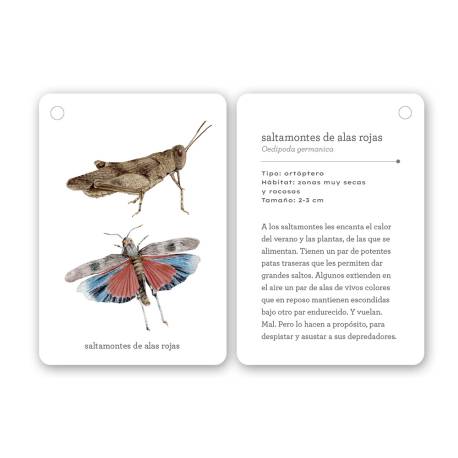 Fíjate: Insectos