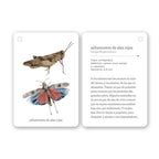Fíjate: Insectos